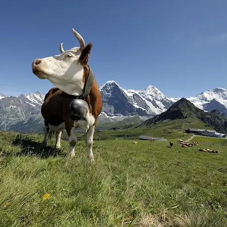 Pasta&more 3* Wengen
