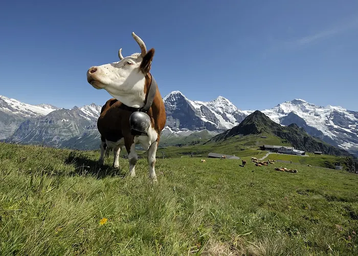 Pasta&more 3* Wengen